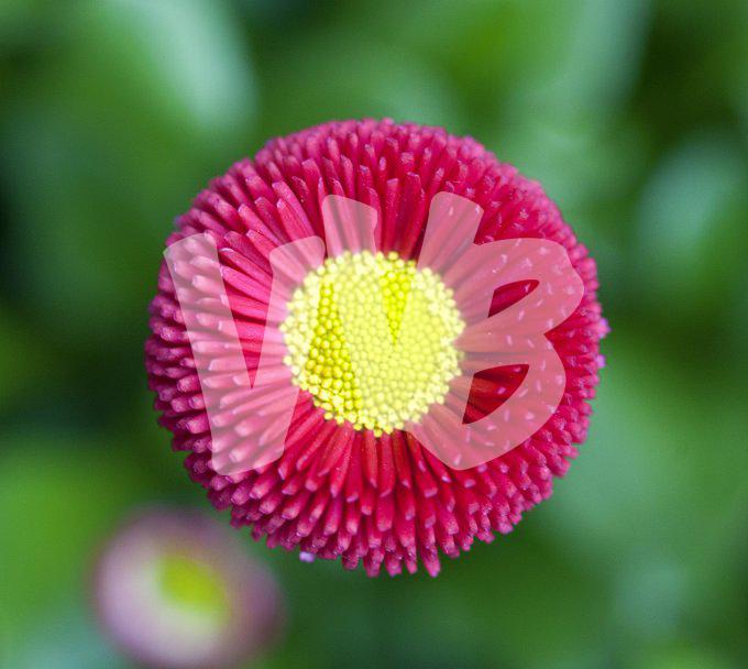 bloemen en planten vvbvanbree     1114